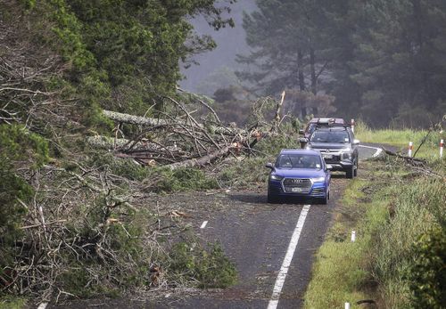 Cars dodge fallen trees on a road at Cook's Beach, east of Auckland, New Zealand, Tuesday, Feb. 14, 2023. 