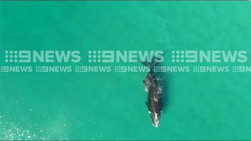 At first it appeared the whale was one her lonesome... Picture: 9NEWS