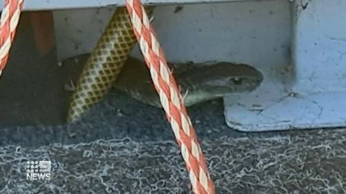 Fisherman finds one-metre tiger snake in his boat