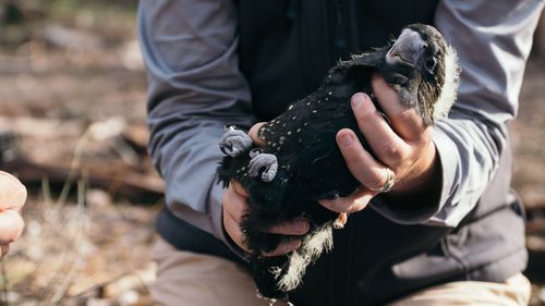 There are signs of hope for one of Australia's rarest black cockatoo species.