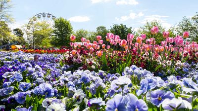 <strong>Spring arrives at Floriade with a full contingent of colours</strong>