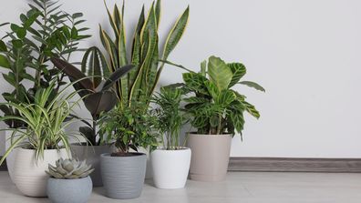Indoor plants, houseplants