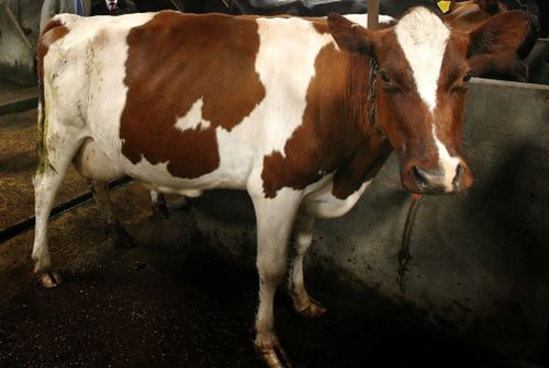 Mad Cow disease confirmed on Scottish farm