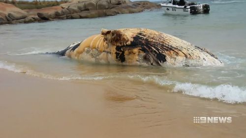 Wildlife authorities are puzzled by the mass beaching.