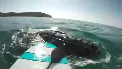 A paddle boarder has had a close encounter with a pod of whales. Picture: Supplied