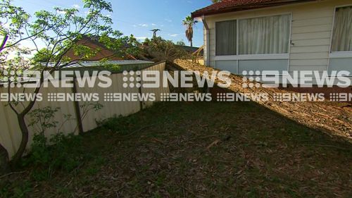 Resident Lorraine Travers' was lucky to escape the path of the tree with minor  stitches to her head. (9NEWS)