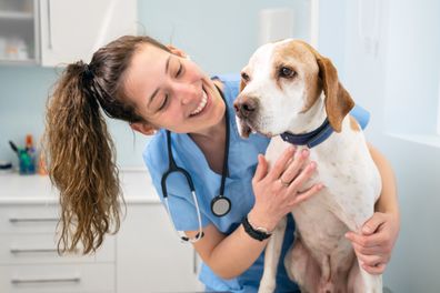 Dog at the vet.