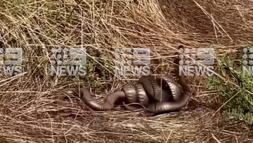 Two snakes caught fighting in Adelaide.
