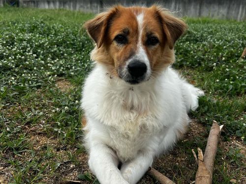 Cindy started out as a street dog in Koh Samui, Thailand.