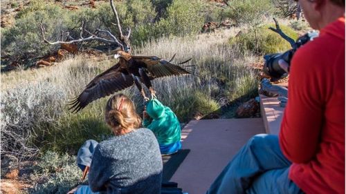 Eagle captured trying to carry off Australian boy during live show