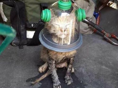 Cat survives house fire after firefighters pull out oxygen mask designed for pets