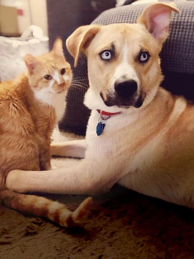 A ginger cat and Siberian husky sitting next to each other in a living room.