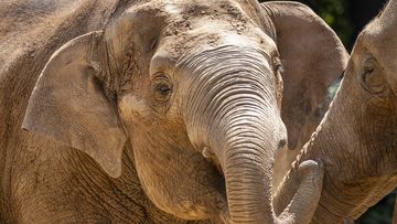 An elephant at Melbourne Zoo has suddenly died after being diagnosed with a virus, leaving his keepers &quot;devastated.&quot;