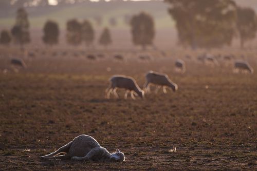 In regional Queensland, seven years without significant rainfall is taking its toll on farms around the state.