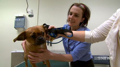 On average, a 'large' three-year-old dog should cost you between $648-$786 a year to insure. (9NEWS)