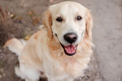 Golden retriever dog sitting on autumn ground and looking up