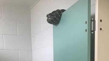 1.8m python found in school bathroom on Sunshine Coast 