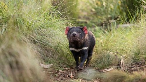 Tasmanian devils born on mainland Australia