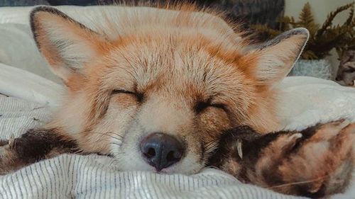 Fig the fox gets prosthetic paw