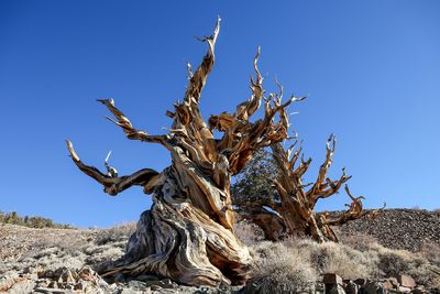 Prometheus, the oldest tree in the world, cut down by scientist