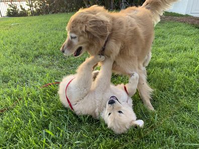 Golden retriever puppy and golden retriever adult wrestle in the grass.