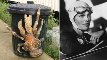 Another theory to emerge from the hunt for Amelia Earhart is that she and her navigator, Fred Noonan, died of starvation on the remote Nikumaroro Island and were eaten by huge coconut crabs.