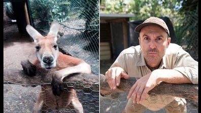 <p _tmplitem="1">A West Australian zookeeper is encouraging his animal-loving peers to get in on some silly and good-natured fun. </p><p _tmplitem="1">
<a _tmplitem="1" href="http://www.peelzoo.com.au/">Peel Zoo's</a> David Cobbold and colleagues have been having a chuckle embracing the #zookeepersasanimals social media movement, taking happy snaps of themselves imitating their animal friends. </p><p _tmplitem="1">
The movement has seen dozens of zoo and animal keepers from around the world striking the exact same poses as kangaroos, wombats, koalas and lamas. </p><p _tmplitem="1"> 
The trend has proved a big hit on Facebook and Twitter, with zookeepers taking time out to see how well they can mimic the poses and expressions of the critters under their care. </p><p _tmplitem="1">
Mr Cobbold says the photography sessions are a great team-building exercise and urges other zoos to hold their own. </p><p _tmplitem="1">
"Zookeepers are a pretty dedicated lot, so it's been great to have a break from duties to just have a laugh," he told AAP. </p><p _tmplitem="1">
</p><p>Take a look through for more animal fun pics. (Via Twitter and Facebook)</p>