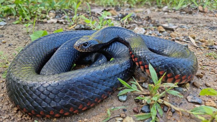 Huge red bellied black snake spotted in Queensland amid wet weather downpour