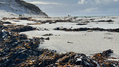 Walking down this stretch of beach we discover a multitude of abalone shells, as well as bull kelp, which will be collected for use later.