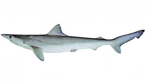 An adult Australian sharpnose shark is just 70cm long. 