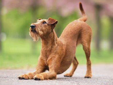 dog stretching iStock photo