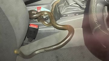 The driver had given the snake a lift unknowingly &#x27;for hours&#x27;.