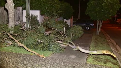 Trees and branches were brought down by the storm. (9NEWS)