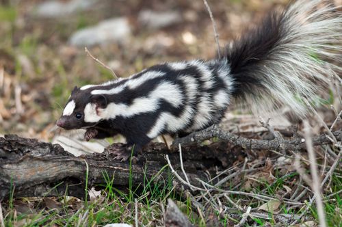 There are more spotted skunks than previously believed, according to new research.