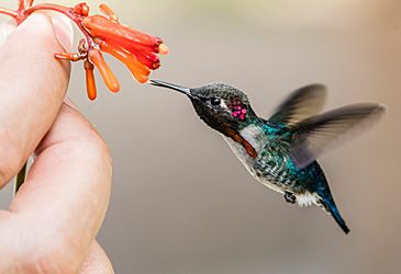 What is the average wingspan of the bee hummingbird, the world's smallest bird?