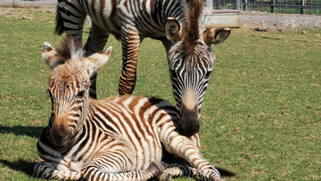 Hope the zebra died last week after being startled by fireworks, the zoo said.