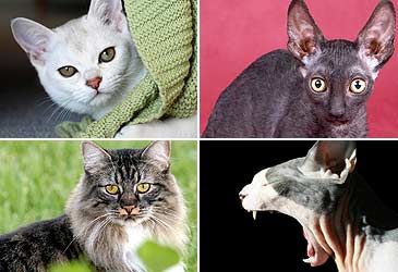 Which of these cat breeds is naturally born with a short tail or without a tail at all?