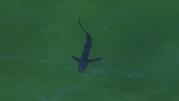 Beaches have been closed after a shark sighting in Port Phillip Bay on Sunday afternoon.