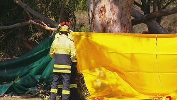 A﻿ woman in her 20s has died after a gum tree branch fell on her while she was sitting in the shade on a sunny afternoon in the North Adelaide parklands.