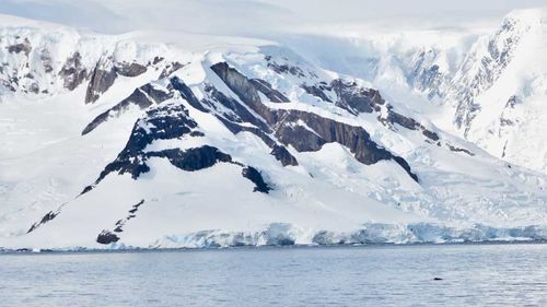 Antartica breaching humpback whale