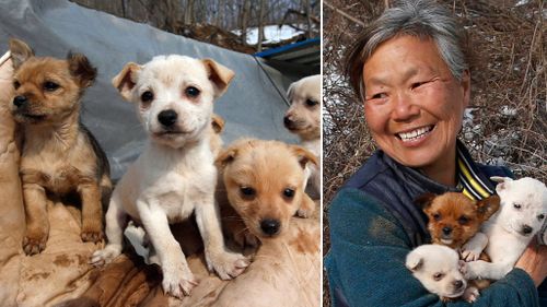 Korean woman ‘lives only’ for her 200 pet dogs saved from the chopping block