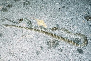 Charli XCX shared a snap of a python that she almost stepped on while in Australia