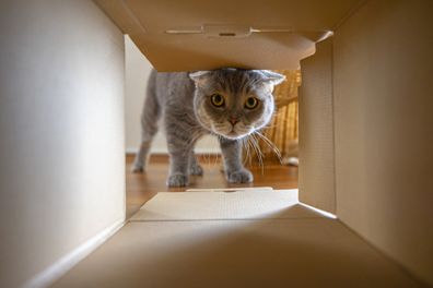 cat in cardboard box