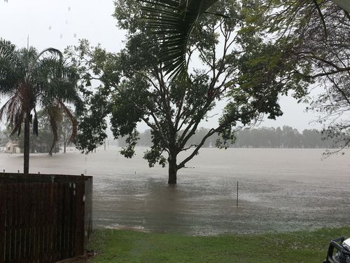 Floodwaters rise up a tree in Lowmead, north of Bundaberg. (9NEWS)