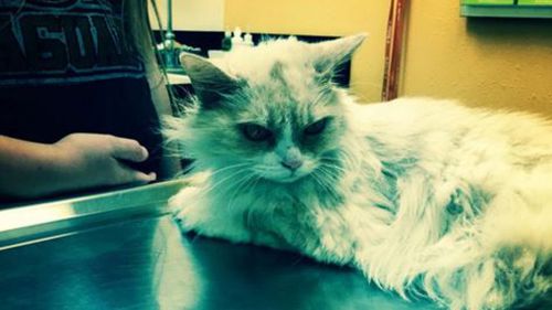 The fierce feline has earned herself the nickname 'Angry Pearl'. (Instagram: @AngryPearl)
