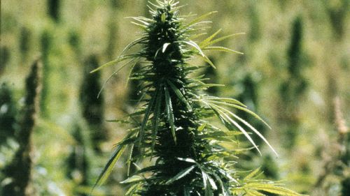 Medical marijuana appears more likely to be introduced into New South Wales.  (PAA)