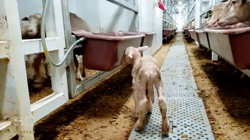 Lambs were killed and thrown overboard. (60 Minutes)