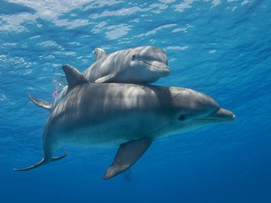 Stock image of a mother bottlenose dolphin and her calf
