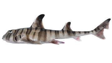 New species of shark found off Australia's coast