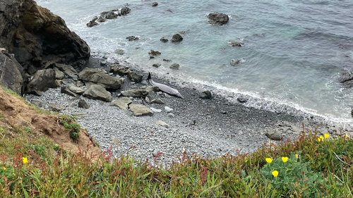 Beaked whales are a cetacean. This infraorder of aquatic mammals includes whales, dolphins, and porpoises.